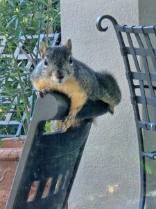 Stalker Squirrel - League City, TX
