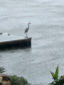 Egret - League City, TX