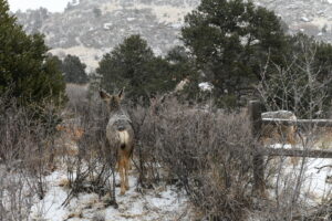Wildlife - Colorado