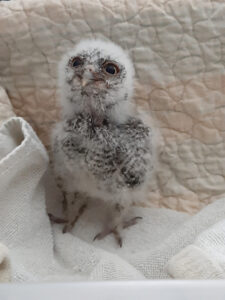 Owl rescue in Houston, TX